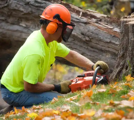 tree services Wilmore